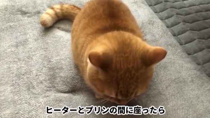 香箱座りのマンチカン猫