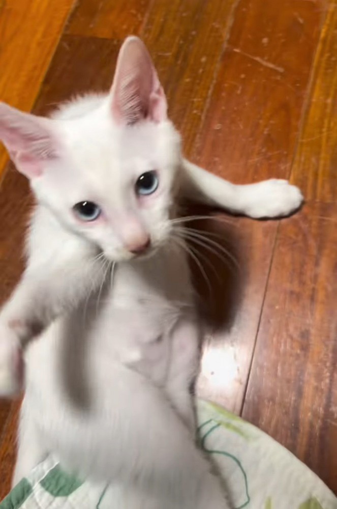 見上げる子猫