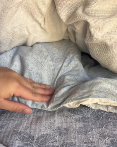 布団に隠れる猫