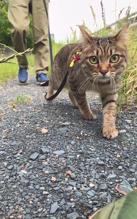 飼い主さんを先導して歩くてんてんちゃん