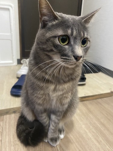 通せんぼする猫