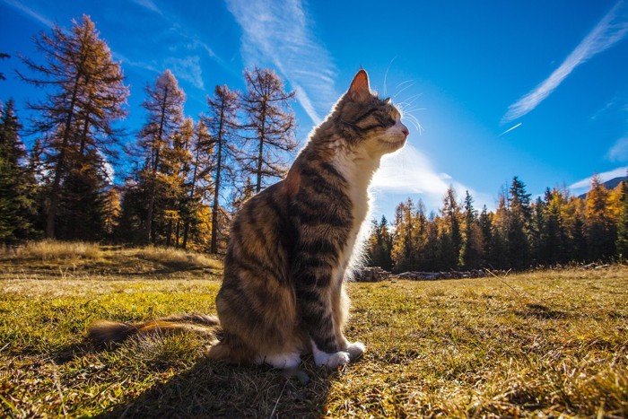 草の上に座る猫