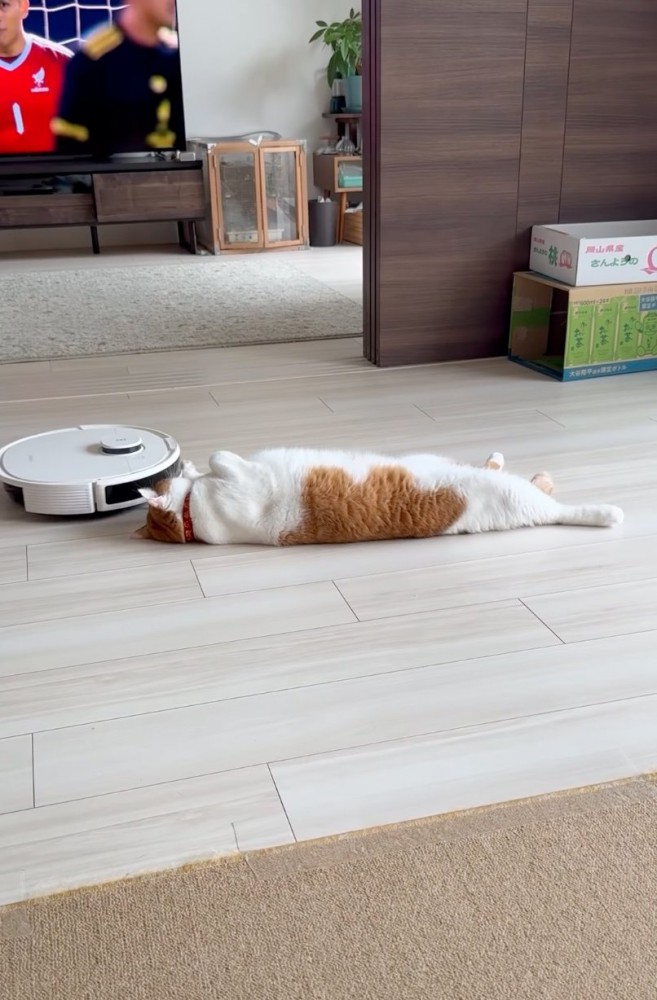 寝転がる猫