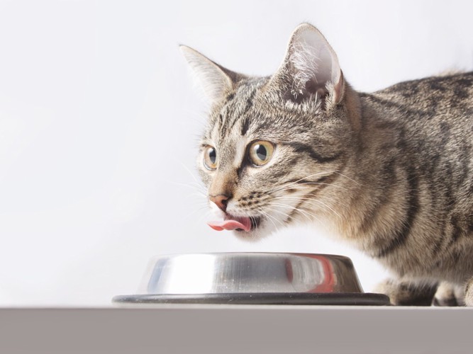 水を飲む猫