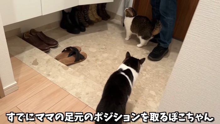 人の足元に立つ猫と後ろ姿の猫