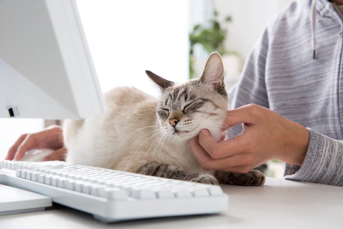 人とパソコンの前に座る猫