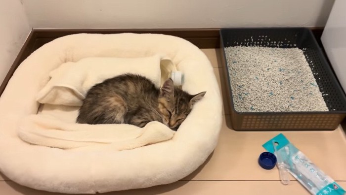 ベッドの中で眠る子猫