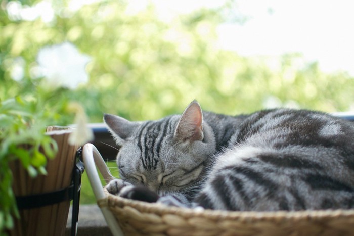 熟睡する猫