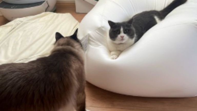 室内にいる猫