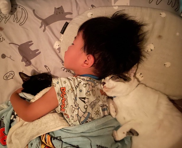 一緒に寝る猫