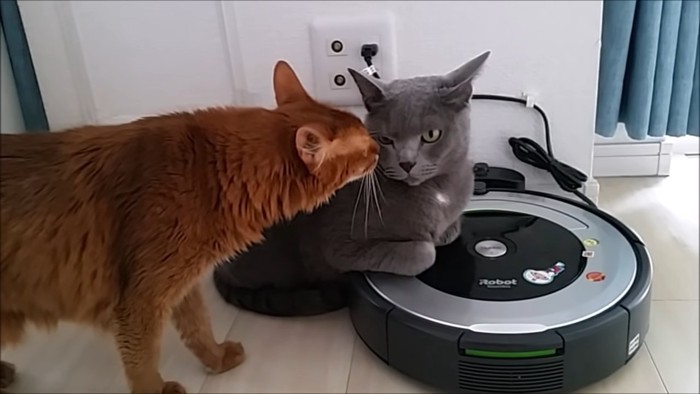 グレーの猫にキスをする茶色の猫