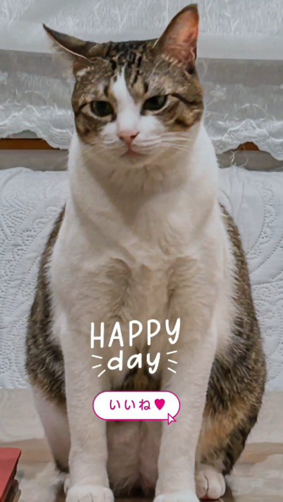 おすわりする成猫