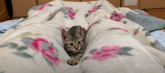 起きる猫