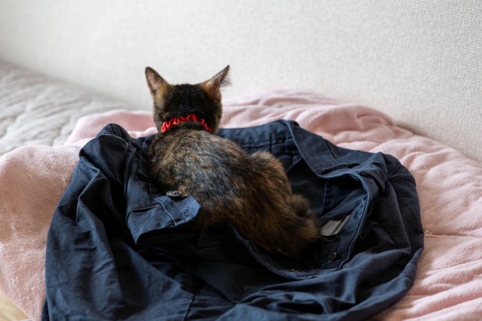 脱いだズボンに入りこむ猫