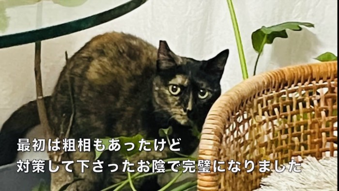 新しい家で過ごすサビ猫