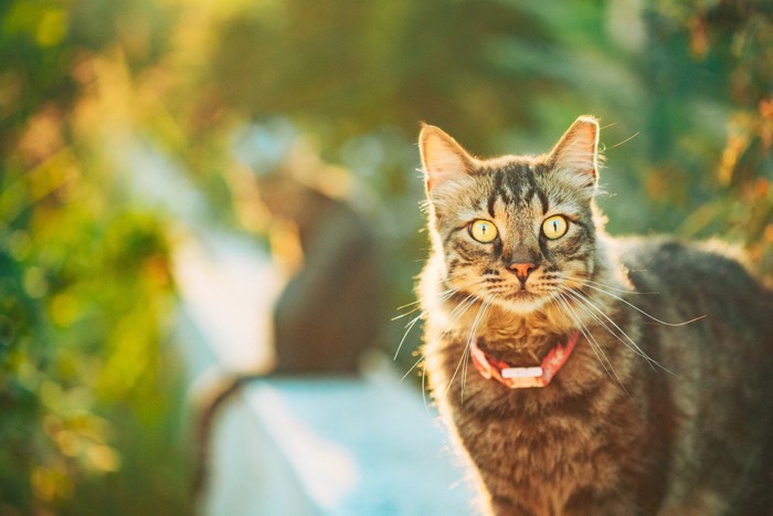 塀の上でこちらを見る猫とその向こうに見える猫の後ろ姿