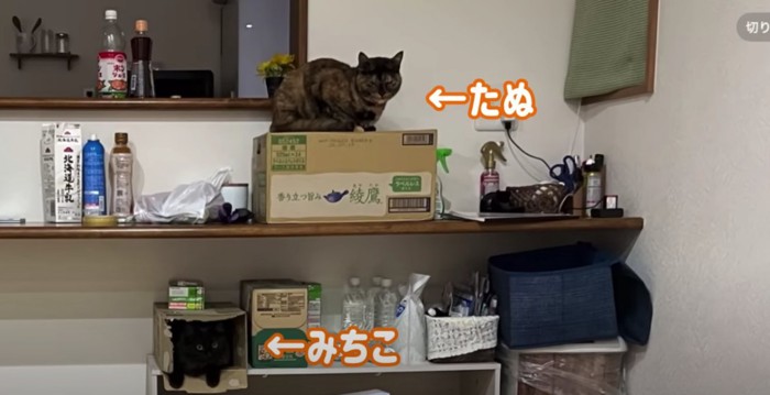 箱の上にサビ猫、箱の中に黒猫