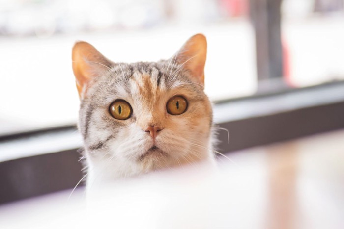 食べ物が欲しそうな猫