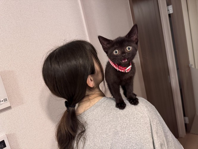 飼い主の方に登る子猫