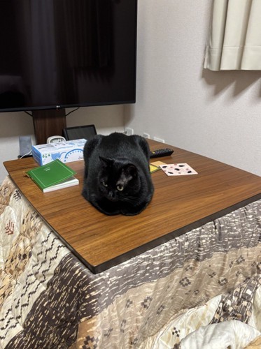 こたつの天板に座る猫