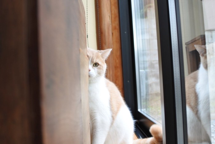 様子をうかがう猫