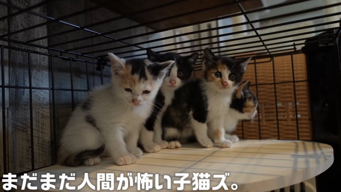 ケージの中でくっつく子猫たち