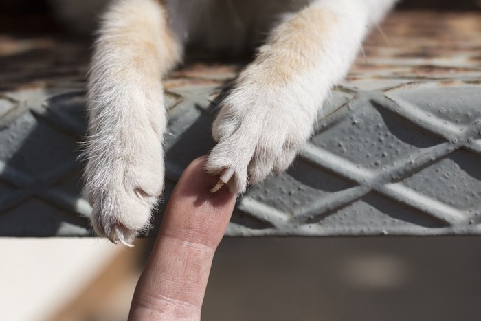 爪を出した猫の手