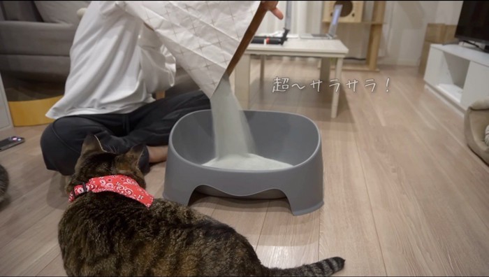 新調された猫砂を見つめるキジトラ猫