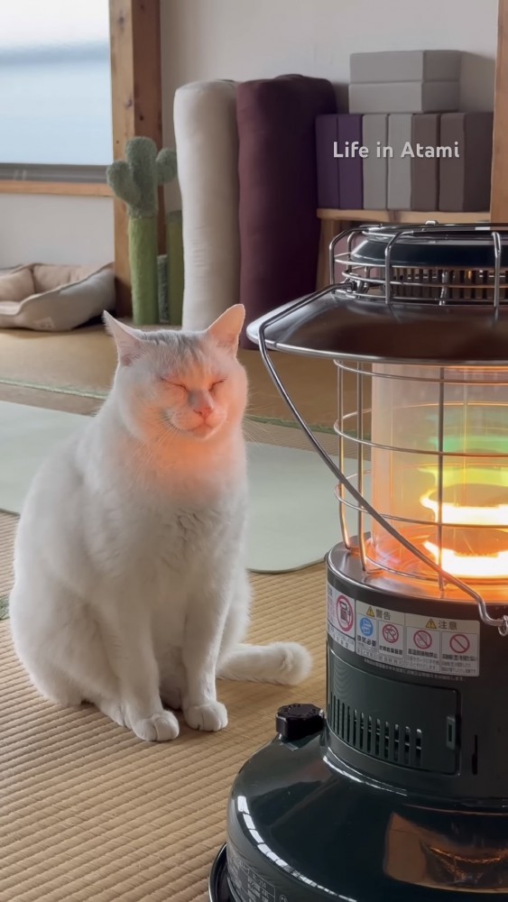 ストーブの前でくつろぐ猫の写真2