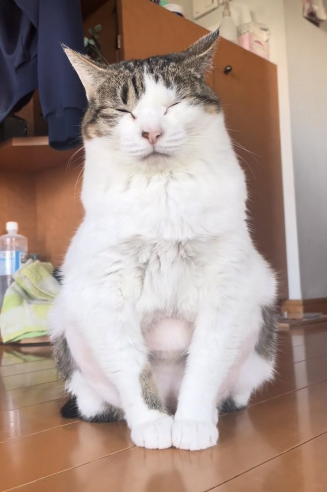 座りながら寝るキジ白猫