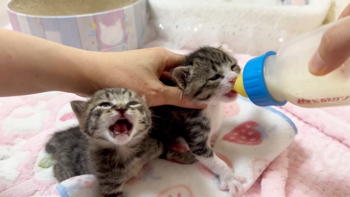 ニャー