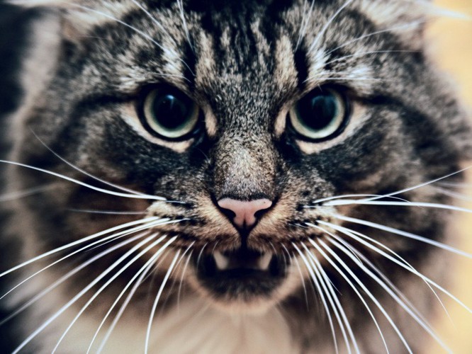 唸る猫