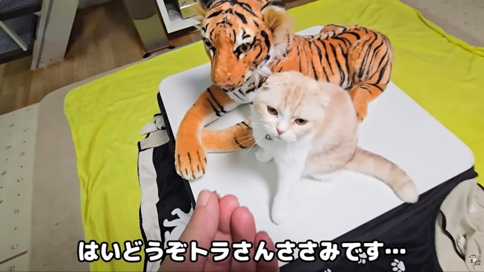 テロップ「はいどうぞ~」