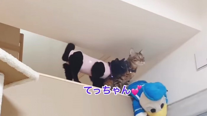 ベンガル猫にすり寄る黒猫