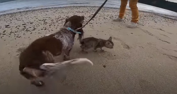 犬と歩く子猫