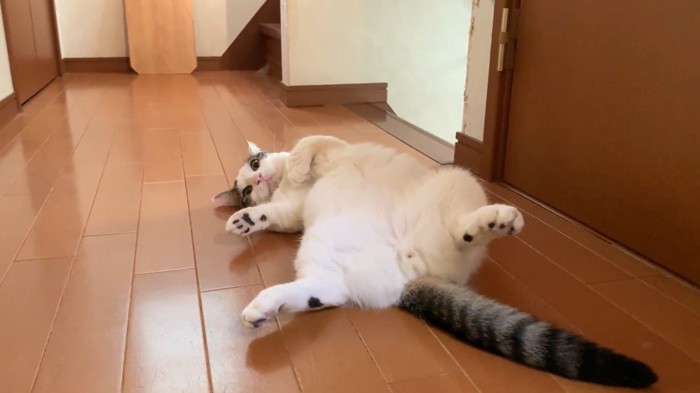 廊下で寝転がる猫