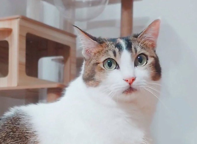 お顔