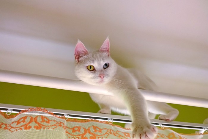 カーテンレールにのぼる猫