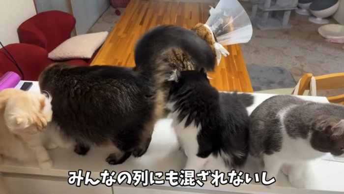 列になる猫と列に入れない猫