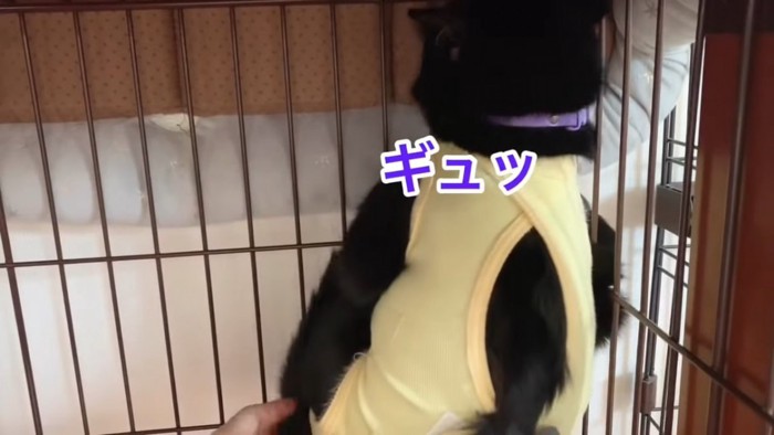 ケージにしがみつく黒猫