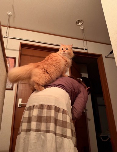 背中に乗る猫