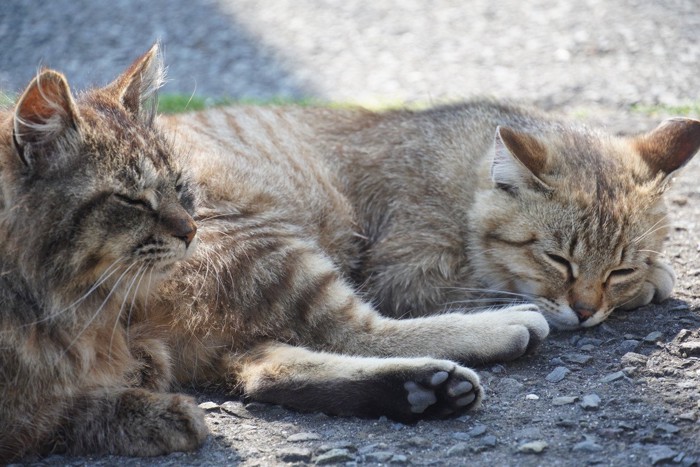 スフィンクス座りと横座りで寝ている猫たち