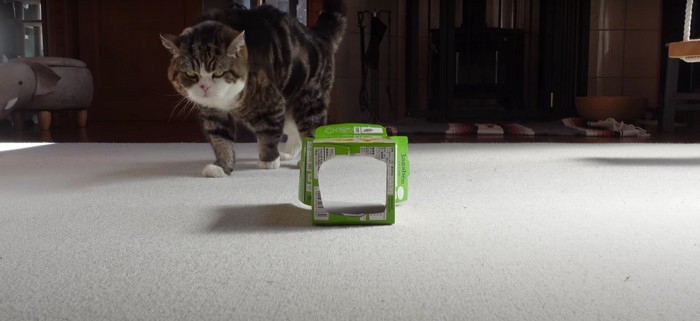 歩いている猫%%頭に箱を被って…