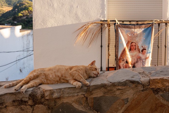 スペインの郊外で一休みする猫