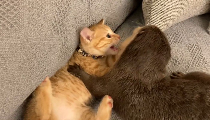 ソファの上でじゃれ合い