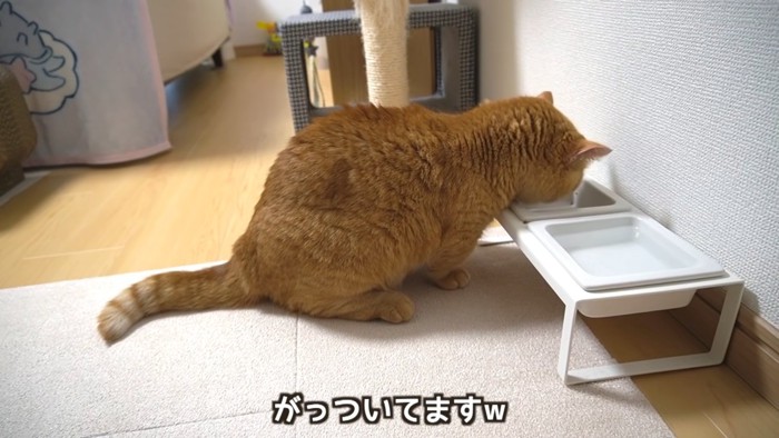 ごはんを食べる猫