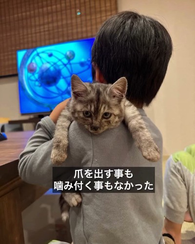 子供に抱っこされる子猫