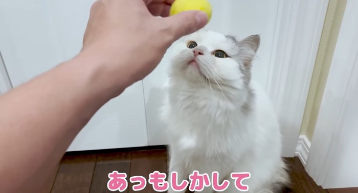 ボールを見つめる猫