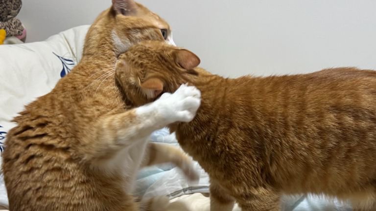 ケンカしている猫