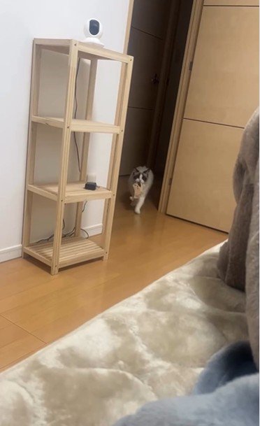 おもちゃを咥えて歩いている猫